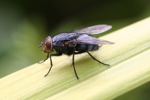 Fly